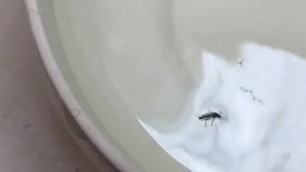 Mosquito Apreendendo a Nadar Ao Som De Linkinpark